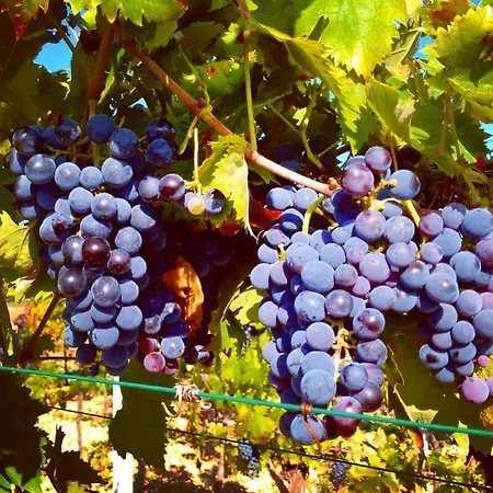Trulli Panoramici Alberobello